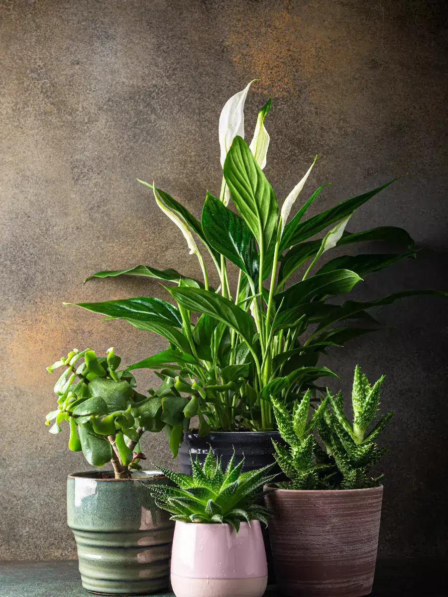 Do You Know? 10 Indoor Plants That Produce More Oxygen At Night NewsPoint