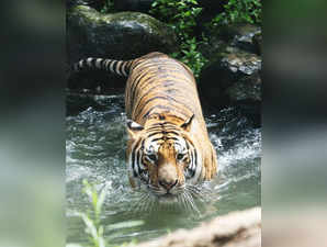Tiger spotted inside MP’s Jagran University, creates panic