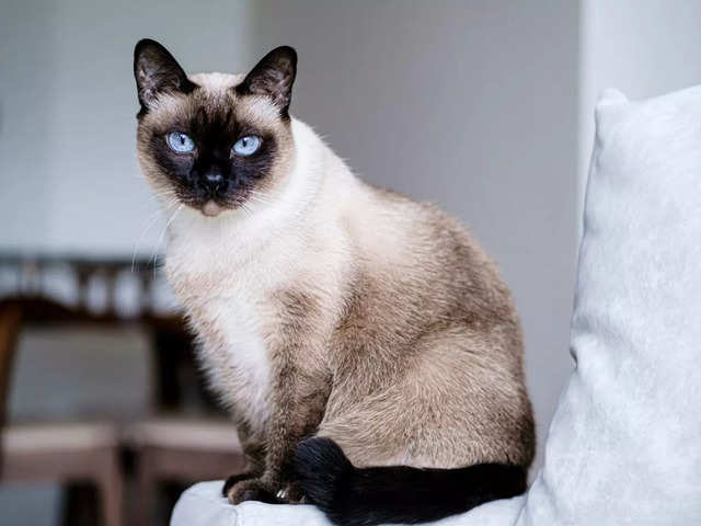 Siamese