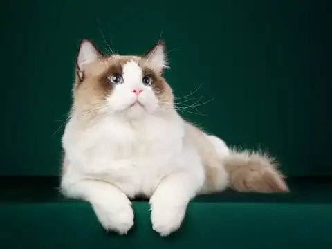 Ragdolls