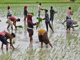 India's rice export ban could hit planting, farm income: Farmers' body