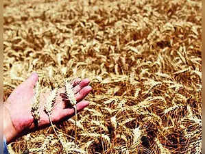 Govt to Sell 5 mt Wheat, 2.5 mt Rice in Open Market