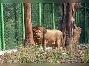 Lucknow Zoo to get Asiatic lion from Tirupati