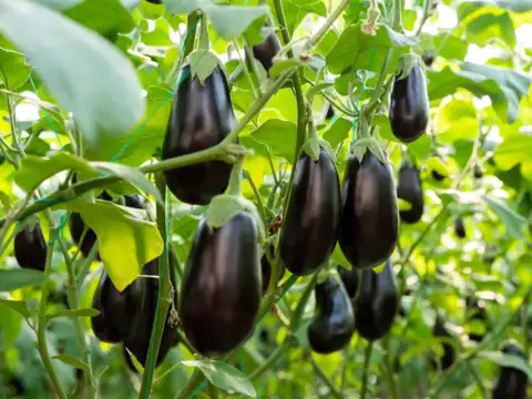 ​Brinjal ​