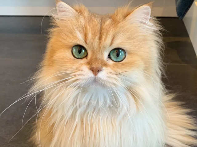 ?Smoothie the cat?