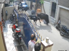 Aggressive cow attacks schoolgirl repeatedly in Chennai in disturbing viral video