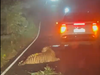 Tiger dies after being hit by a vehicle. Netizens ask how many more in the name of road development?