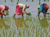 Paddy sowing up 5per cent so far; coverage still lags in Odisha, AP & Assam