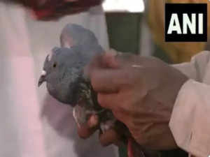 Birds at high risk of sustaining injuries due to Chinese 'manjha' strings  