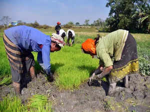 India’s kharif crop planting