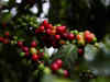 From too wet to bone dry: Indonesian coffee crop faces El Nino jolt