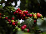 From too wet to bone dry: Indonesian coffee crop faces El Nino jolt