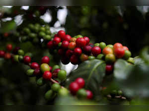 FILE PHOTO: Coffee berries on a tree at the Biological Institute plantation in Sao Paulo