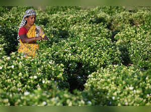(FILES) In this picture taken on June 27, 2023, a farmer harvests jasmine flowers in a farmland on the outskirts of Madurai. Jasmine's fragrant flowers have been used for millenia in India to honour the gods, and the valuable scent is now being snapped up as an essential ingredient for global perfumes. - To go with 'India-Agriculture-Perfume-Jasmine', FOCUS by Aishwarya KUMAR (Photo by R. Satish BABU / AFP) / To go with 'India-Agriculture-Perfume-Jasmine', FOCUS by Aishwarya KUMAR