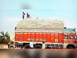 Area under kharif cotton increases in north Maha dists