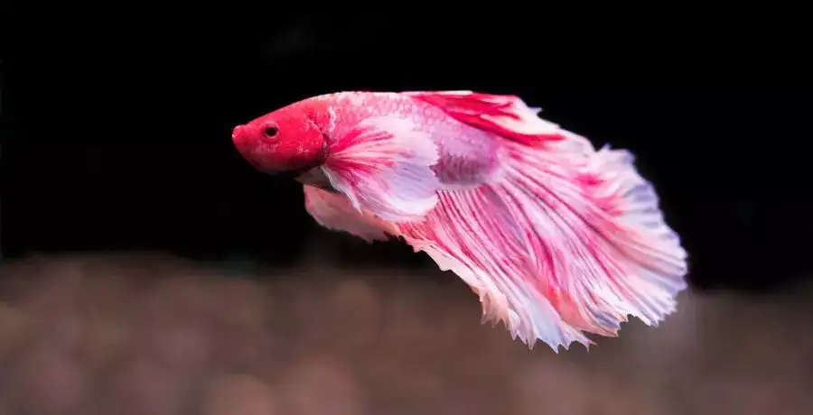 Fishes for home aquariums that are easy to maintain - Vimarsana News