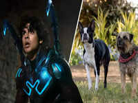 Blue Beetle Box Office: Box Office Highlights: 'Blue Beetle' opens at  $255M, 'Strays' debuts with $8M - The Economic Times