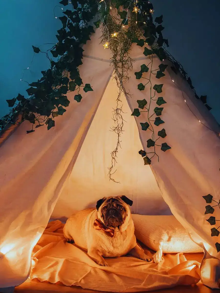 Paws & Zzzs The 10 Most RelaxationDevoted Dog Breeds NewsPoint