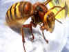 Asian hornets devour honeybees, alarmed UK authorities make plan to eradicate menace