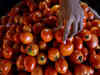 Retail prices of tomato may decline as wholesale rates fall over 30%
