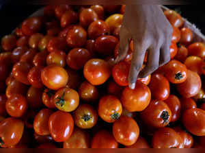 FILE PHOTO: Vegetable vendor sorts tomatoes at a wholesale market in Navi Mumbai