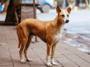 stary-dog-india_62299f4fe4bd1