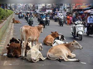 ​Cows are taking a rest on a main road