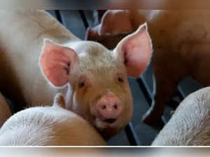 swine flu in pigs.