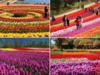 Floral Heaven: Srinagar's tulip garden blossoms into Asia's largest