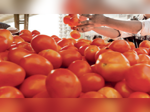 Fresh crop helps price of tomato dip to Rs 80-120/kg