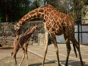 Rare Arrival: World welcomes unique spotless giraffe at US Zoo, ignites conservation