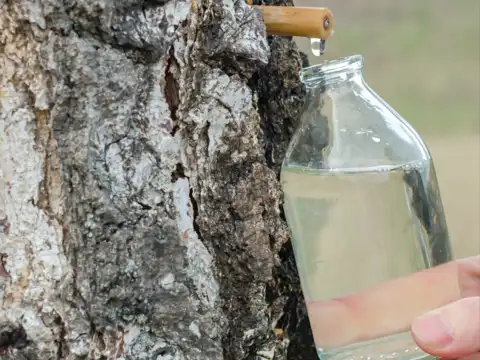 Birch Sap (Russia)