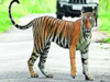Dholpur-Karauli tiger reserve in Rajasthan approved