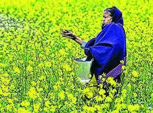 Centre Asks SC to Withdraw its Order against GM Mustard.
