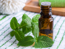 Mentha oil futures continue to rise. Here's how to trade today