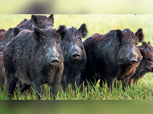 Wild boar menace hits Air Force Academy at Dundigal