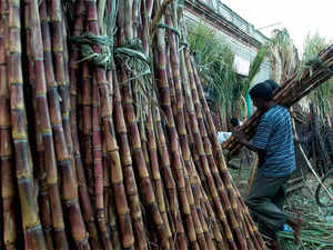 India’s rice export ban sparks concern that sugar may be next