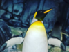Meet Sir Nils Olav III, the world’s highest-ranking penguin