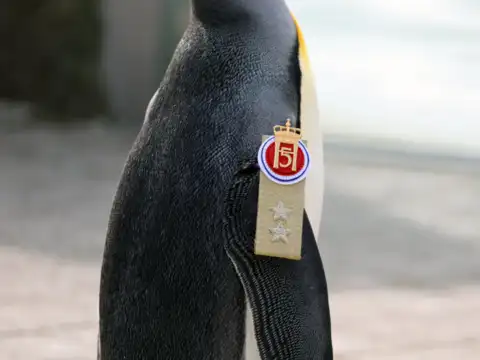 ​​Mascot​
