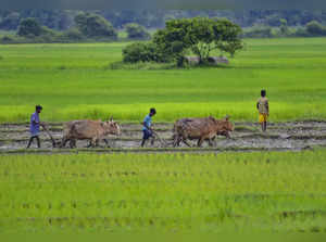 Nagaon: Farmers plough a field before sowing paddy saplings, at a village in Nag...