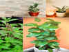 Lucky plants for your home and where to place them