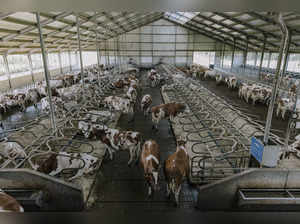 Nilgiri Dairy Farm