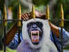 G20 Summit: Delhi has a monkey problem. Solution? Humans dressed as langur