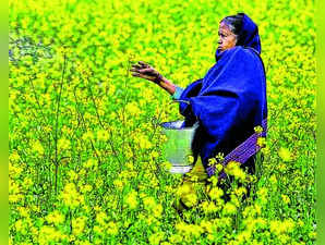 SC Rejects Centre’s Plea to Go Ahead with Release of GM Mustard
