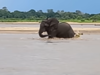 Unusual Crocodile vs Elephant battle captured in viral video