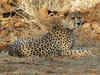 Fatalities normal if animals introduced to new environment: Namibia on cheetah deaths