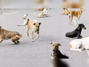 Stray dogs picked up in illegal, cruel fashion in the wake of G20 Summit: PFA