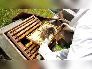 'Bee-spill' stings Canadian Authorities into action; save 5 million bees