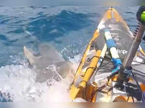 Man’s close encounter with Tiger shark captured on camera as it attacks his kayak in Hawaii; Watch