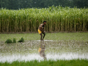 India's summer-sown crop planting lags on uneven monsoon rains
